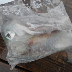 こかわ渡船　雅丸 釣果