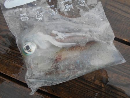 こかわ渡船　雅丸 釣果