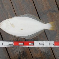 こかわ渡船　雅丸 釣果