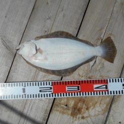 こかわ渡船　雅丸 釣果