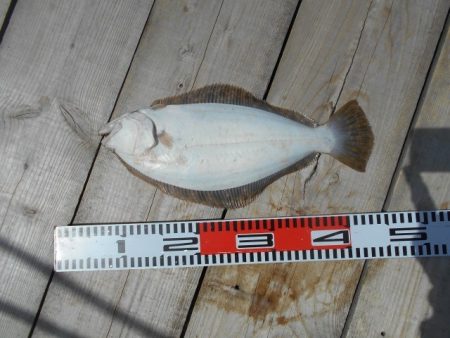 こかわ渡船　雅丸 釣果