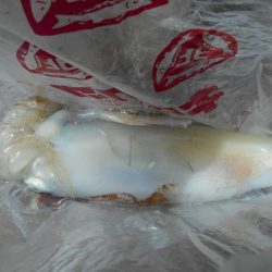 こかわ渡船　雅丸 釣果