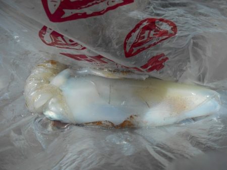 こかわ渡船　雅丸 釣果