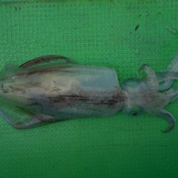 こかわ渡船　雅丸 釣果