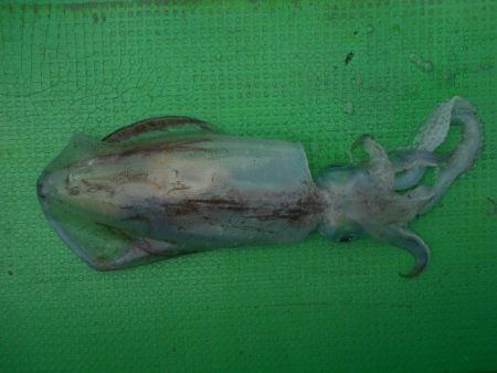 こかわ渡船　雅丸 釣果