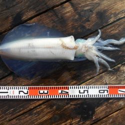 こかわ渡船　雅丸 釣果