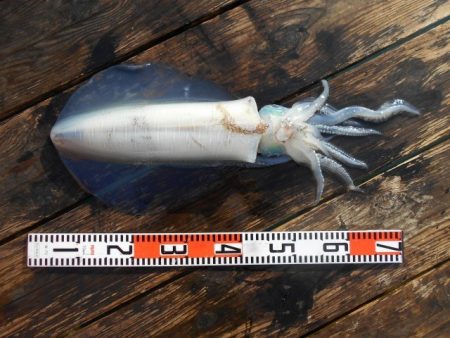 こかわ渡船　雅丸 釣果