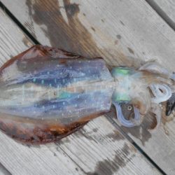 こかわ渡船　雅丸 釣果