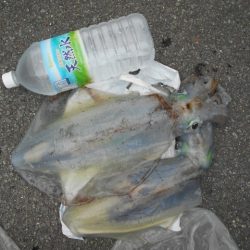 こかわ渡船　雅丸 釣果