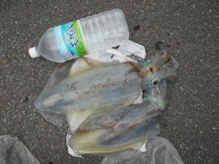 こかわ渡船　雅丸 釣果