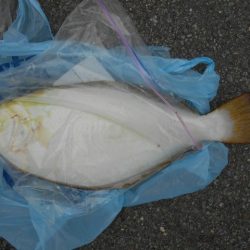 こかわ渡船　雅丸 釣果