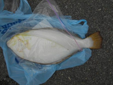 こかわ渡船　雅丸 釣果