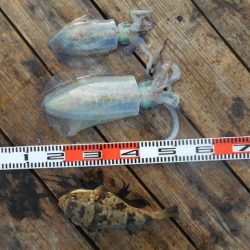 こかわ渡船　雅丸 釣果