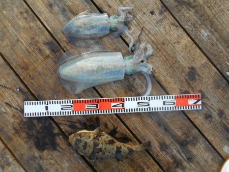 こかわ渡船　雅丸 釣果