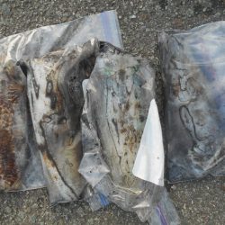 こかわ渡船　雅丸 釣果