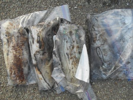 こかわ渡船　雅丸 釣果