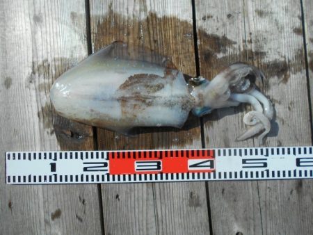 こかわ渡船　雅丸 釣果