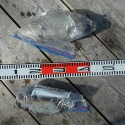 こかわ渡船　雅丸 釣果