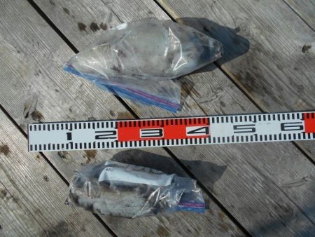 こかわ渡船　雅丸 釣果