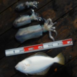 こかわ渡船　雅丸 釣果
