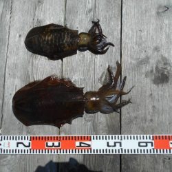 こかわ渡船　雅丸 釣果