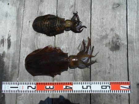 こかわ渡船　雅丸 釣果