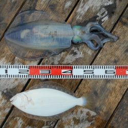 こかわ渡船　雅丸 釣果