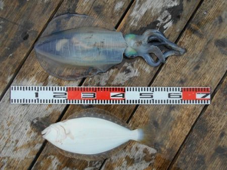 こかわ渡船　雅丸 釣果