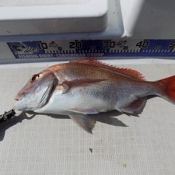 フィッシングボート空風(そらかぜ) 釣果