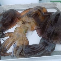 フィッシングボート空風(そらかぜ) 釣果