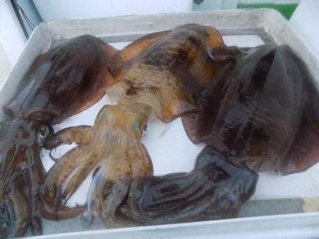 フィッシングボート空風(そらかぜ) 釣果