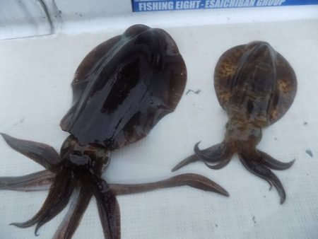 フィッシングボート空風(そらかぜ) 釣果