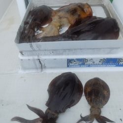 フィッシングボート空風(そらかぜ) 釣果