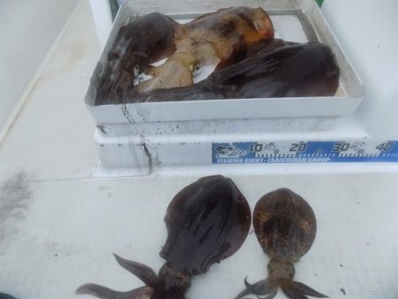 フィッシングボート空風(そらかぜ) 釣果