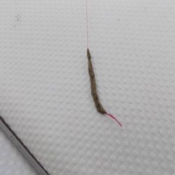 フィッシングボート空風(そらかぜ) 釣果