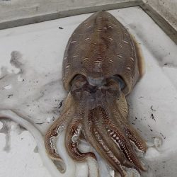 フィッシングボート空風（そらかぜ） 釣果