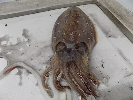 フィッシングボート空風（そらかぜ） 釣果