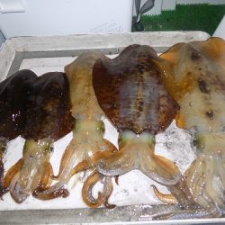 フィッシングボート空風（そらかぜ） 釣果