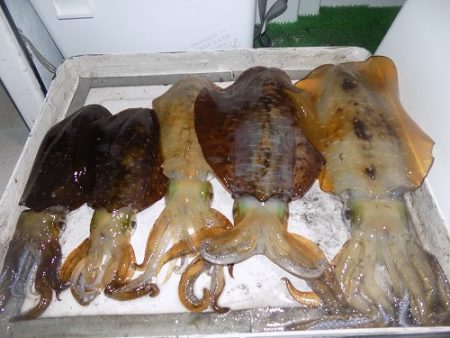 フィッシングボート空風（そらかぜ） 釣果