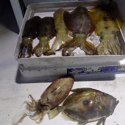 フィッシングボート空風（そらかぜ） 釣果