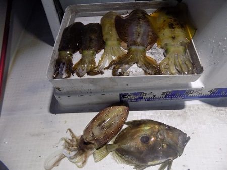 フィッシングボート空風（そらかぜ） 釣果