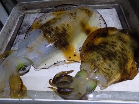 フィッシングボート空風（そらかぜ） 釣果