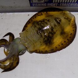 フィッシングボート空風（そらかぜ） 釣果