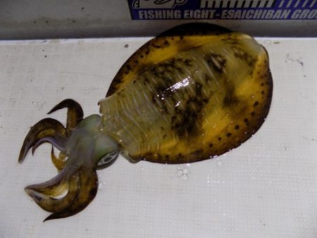 フィッシングボート空風（そらかぜ） 釣果