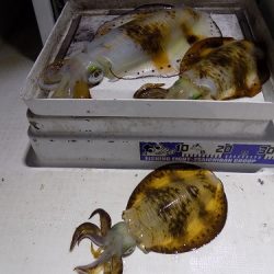 フィッシングボート空風（そらかぜ） 釣果