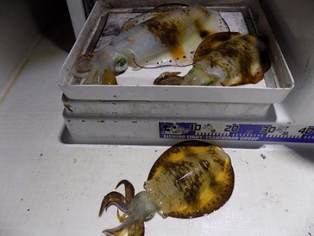 フィッシングボート空風（そらかぜ） 釣果