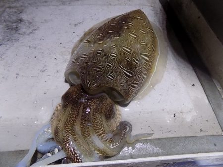 フィッシングボート空風（そらかぜ） 釣果