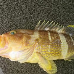 ブルーピア 釣果