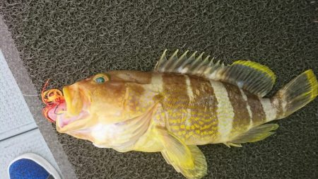 ブルーピア 釣果