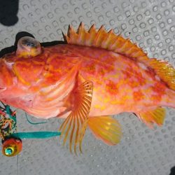 ブルーピア 釣果